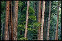 Pine forest. Yosemite National Park, California, USA.