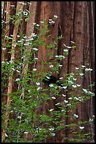 Dogwood flowers and trunk of sequoia tree, Tuolumne Grove. Yosemite National Park, California, USA.