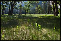 New ferns, grasses,  and oak trees, El Capitan Meadow. Yosemite National Park, California, USA. (color)