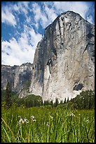 Wild irises and El Capitan. Yosemite National Park, California, USA.