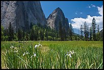 Wild irises, El Capitan meadows, and Cathedral Rocks. Yosemite National Park, California, USA. (color)