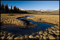 Meandering stream and grasses, early spring, Tuolumne Meadows. Yosemite National Park, California, USA.
