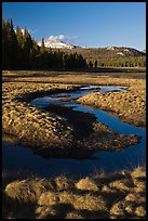 Grasses and stream, late afternoon, Tuolumne Meadows. Yosemite National Park, California, USA. (color)