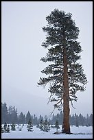 Tall solitary pine tree in snow storm. Yosemite National Park, California, USA.