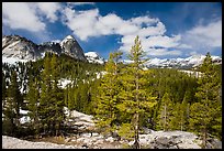 Pine trees in spring and Fairview Dome, Tuolumne Meadows. Yosemite National Park, California, USA.