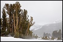 Trees in storm with blowing snow, Tioga Pass. Yosemite National Park, California, USA.