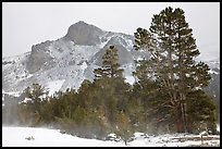 Trees and peak with fresh snow, Tioga Pass. Yosemite National Park ( color)