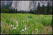 Iris and Cathedral Rocks, El Capitan Meadow. Yosemite National Park, California, USA.