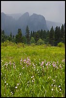 Wildflowers in Cook Meadow and Cathedral Rocks in storm. Yosemite National Park ( color)