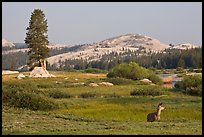 Deer, meadows, and Pothole Dome, early morning. Yosemite National Park, California, USA.