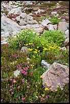 Alpine flowers and rocks. Yosemite National Park, California, USA.