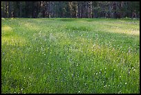 Summer wildflowers in meadow, Yosemite Creek. Yosemite National Park ( color)