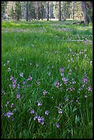 Meadow with carpet of purple summer flowers, Yosemite Creek. Yosemite National Park, California, USA.