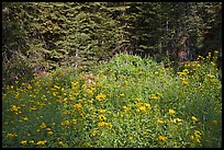 Yellow flowers and lupine at forest edge, Yosemite Creek. Yosemite National Park, California, USA.