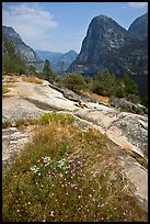 Summer wildflowers, Kolana Rock, and Hetch Hetchy reservoir. Yosemite National Park ( color)