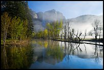 Merced River and early morning fog. Yosemite National Park, California, USA.
