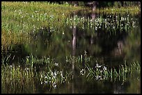 Irises, seasonal pond, and reflections. Yosemite National Park, California, USA. (color)