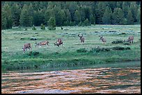 Herd of deer in meadow, Lyell Fork of the Tuolumne River. Yosemite National Park, California, USA. (color)