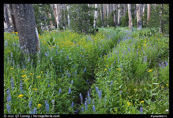 Lush wildflowers, Cathedral Fork. Yosemite National Park (color)