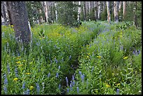 Lush wildflowers, Cathedral Fork. Yosemite National Park ( color)