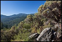 Manzanita tree on outcrop and forested hills, Wawona. Yosemite National Park, California, USA. (color)