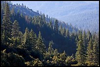 Forested slopes, Wawona. Yosemite National Park ( color)