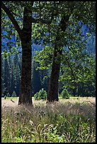Black Oaks, El Capitan Meadow, summer. Yosemite National Park, California, USA. (color)