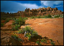 Wildflowers and rock pillars, Klondike Bluffs. Arches National Park, Utah, USA. (color)