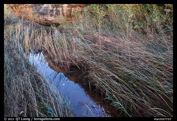 Creek and grasses flattened by water, Courthouse Wash. Arches National Park (color)