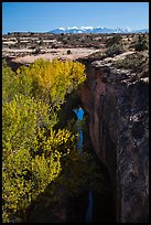 Cottonwood trees, Courthouse Wash creek and cliffs, La Sal mountains. Arches National Park, Utah, USA. (color)