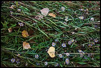 Ground view: Wildflowers, fallen leaves, and grasses, Courthouse Wash. Arches National Park ( color)