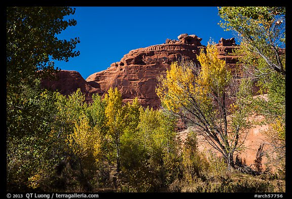 Cottonwood trees in autumn framing cliffs, Courthouse Wash. Arches National Park (color)