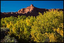 Cottonwood trees in fall foliage below red rock cliffs, Courthouse Wash. Arches National Park, Utah, USA. (color)