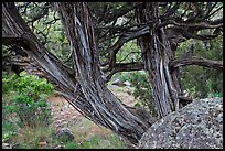 Juniper trees. Black Canyon of the Gunnison National Park, Colorado, USA. (color)