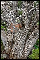 Textured juniper tree. Black Canyon of the Gunnison National Park, Colorado, USA. (color)