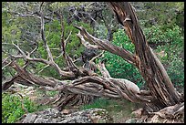 Twisted juniper trees. Black Canyon of the Gunnison National Park, Colorado, USA. (color)