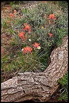 Fallen log and indian paintbrush. Black Canyon of the Gunnison National Park, Colorado, USA. (color)