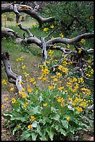 Flowers and fallen branches, High Point. Black Canyon of the Gunnison National Park ( color)
