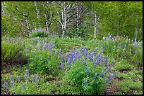 Spring flowers and forest. Black Canyon of the Gunnison National Park, Colorado, USA. (color)