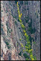 Trees in autumn color in steep gully. Black Canyon of the Gunnison National Park, Colorado, USA.