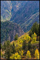 Trees in autumn foliage and canyon. Black Canyon of the Gunnison National Park, Colorado, USA.