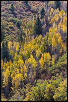 Yellow aspen on steep slope. Black Canyon of the Gunnison National Park, Colorado, USA. (color)