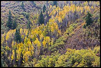 Slope with aspen in fall foliage. Black Canyon of the Gunnison National Park, Colorado, USA.