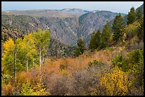 Shrubs and trees in fall color on canyon rim. Black Canyon of the Gunnison National Park ( color)