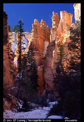 Hoodoos seen from  Queen's garden Trail. Bryce Canyon National Park, Utah, USA.