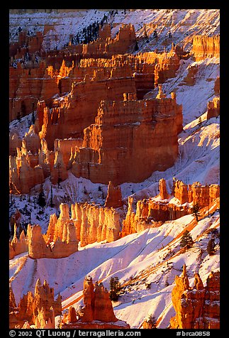 Bryce Amphitheater from Sunrise Point, winter sunrise. Bryce Canyon National Park (color)