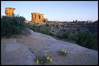 Wildflowers and towers, Big Spring Canyon overlook, sunrise, the Needles. Canyonlands National Park, Utah, USA. (color)