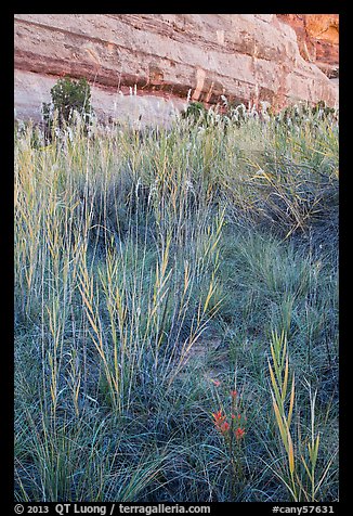 Paintbrush and tall grasses in canyon. Canyonlands National Park, Utah, USA.