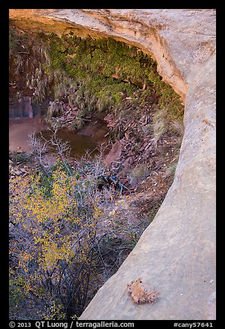 Alcove with pool and hanging vegetation, Maze District. Canyonlands National Park, Utah, USA.