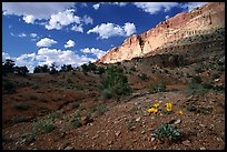 Wildflowers Waterpocket Fold, and clouds. Capitol Reef National Park, Utah, USA.